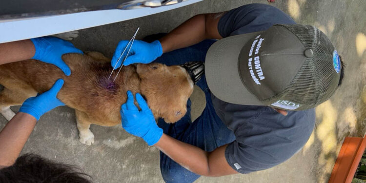 Impulsan acciones de vigilancia epidemiológica para control del Gusano Barrenador