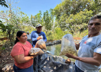 Impulsan el cultivo de tilapia en comunidades rurales de Santa Rosa