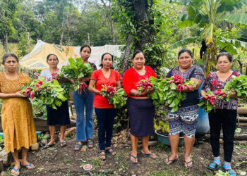 Impulsan producción hortícola de CADER en Chiquimula