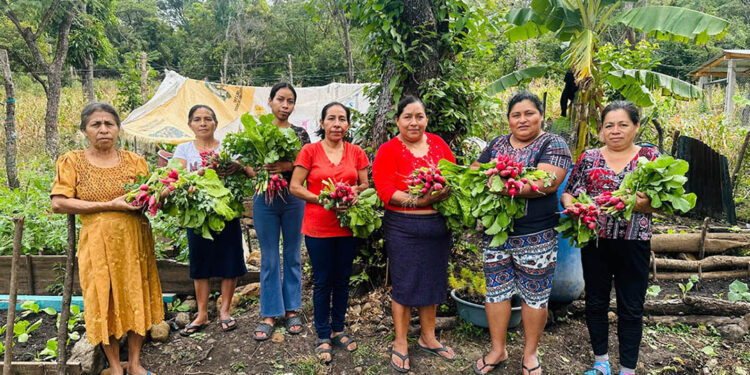 Impulsan producción hortícola de CADER en Chiquimula
