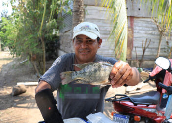 La tilapia, una fuente de nutrición para las familias guatemaltecas