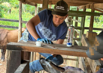 Mantienen acciones de vigilancia epidemiológica para combatir al Gusano Barrenador