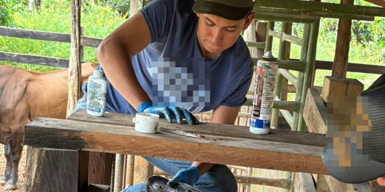 Mantienen acciones de vigilancia epidemiológica para combatir al Gusano Barrenador