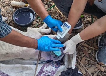 Más de nueve mil animales revisados en una semana para frenar el Gusano Barrenador