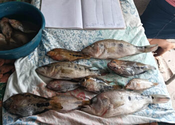 Monitorean especies de peces comerciales en ríos de Petén