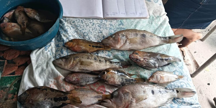 Monitorean especies de peces comerciales en ríos de Petén