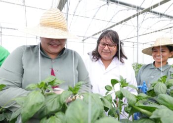 Muestran protocolos de bioseguridad en productora de semillas de exportación