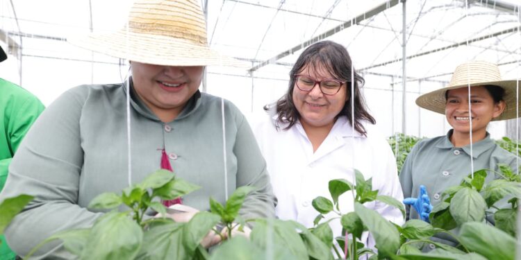 Muestran protocolos de bioseguridad en productora de semillas de exportación