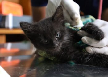 No deje que las pulgas incomoden a su mascota