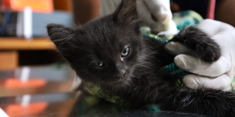 No deje que las pulgas incomoden a su mascota