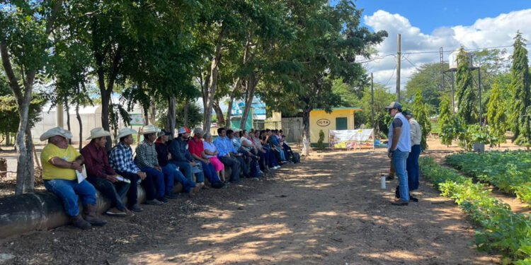 Optimizan habilidades de agricultores en manejo de granos básicos y cultivos extensivos