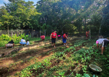 Productoras de Sayaxché cosechan pepino y fortalecen sus capacidades agrícolas
