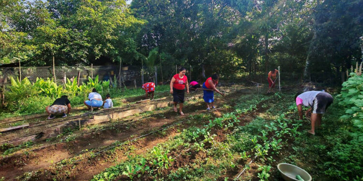 Productoras de Sayaxché cosechan pepino y fortalecen sus capacidades agrícolas