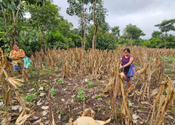 Productores de Nuevo San Francisco reciben asistencia para mejorar producción de cultivos