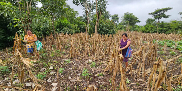 Productores de Nuevo San Francisco reciben asistencia para mejorar producción de cultivos