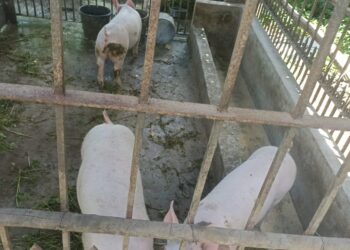 Productores porcinos capacitados en gestión integral de la producción y comercialización