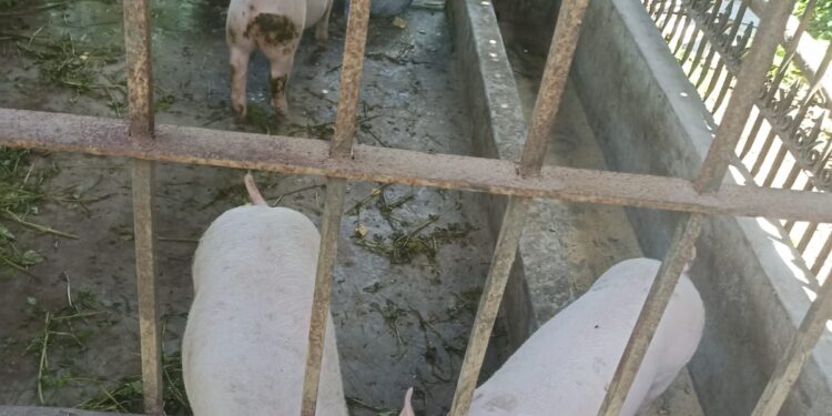 Productores porcinos capacitados en gestión integral de la producción y comercialización