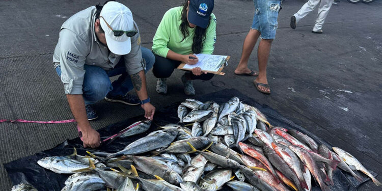 Realizan control biológico en pesca de arrastre de camarón en Escuintla