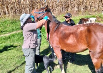 Realizan jornada profiláctica y preventiva contra el Gusano Barrenador en Sololá