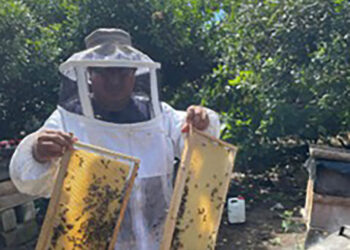 Realizan manejo técnico de colmenas en Sacatepéquez