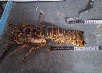 Realizan monitoreo biológico de langosta en Puerto Barrios