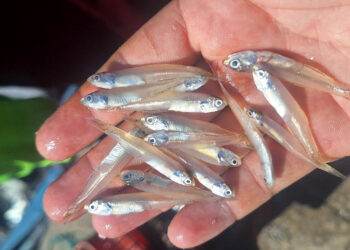 Realizan monitoreo biológico de manjúa en Puerto Barrios