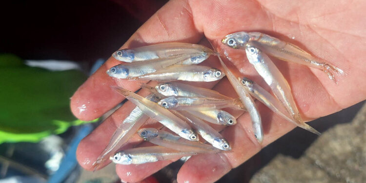 Realizan monitoreo biológico de manjúa en Puerto Barrios