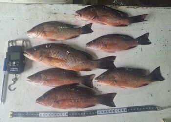 Realizan monitoreo biológico de pargos en Puerto Barrios