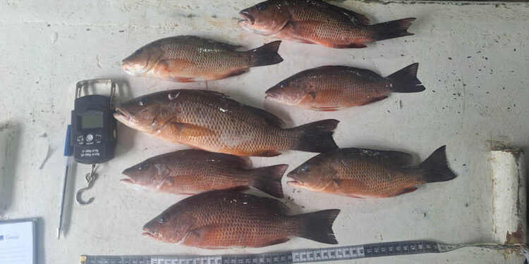 Realizan monitoreo biológico de pargos en Puerto Barrios