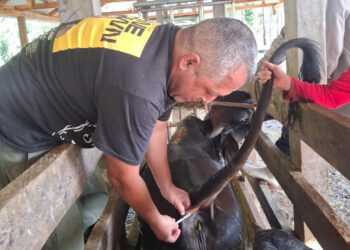 Realizan monitoreo sanitario de bovinos en comunidad La Lorena