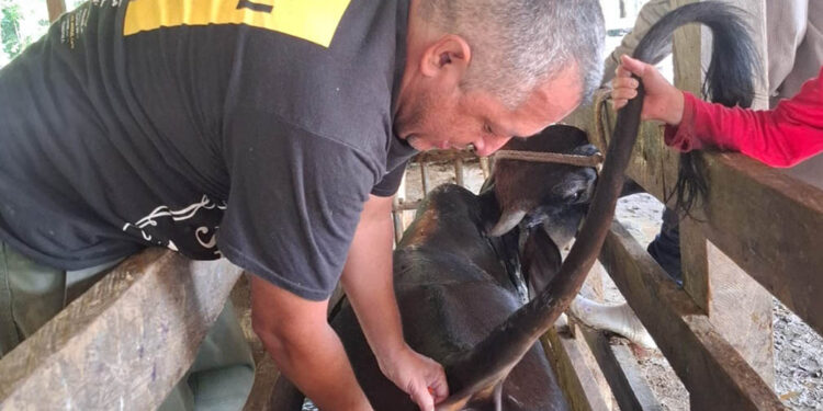 Realizan monitoreo sanitario de bovinos en comunidad La Lorena