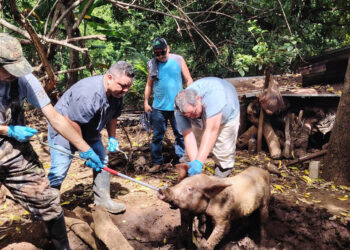 Refuerzan vigilancia sanitaria de cerdos de traspatio en Santa Rosa