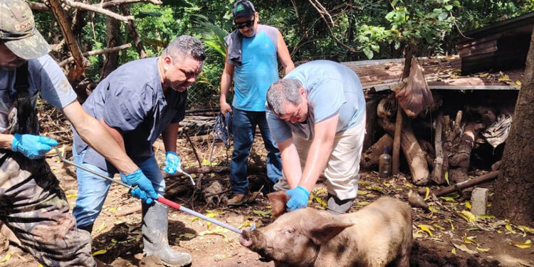 Refuerzan vigilancia sanitaria de cerdos de traspatio en Santa Rosa