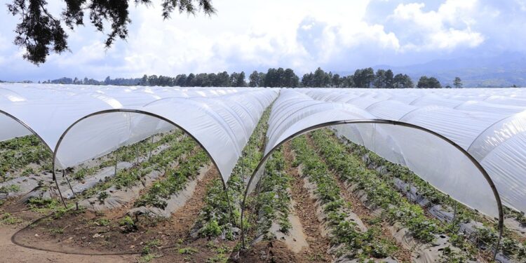 Se monitorean 16 municipios ante bajas temperaturas