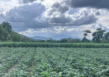 Se prevé ambiente frío, neblina y fuertes vientos para este fin de semana