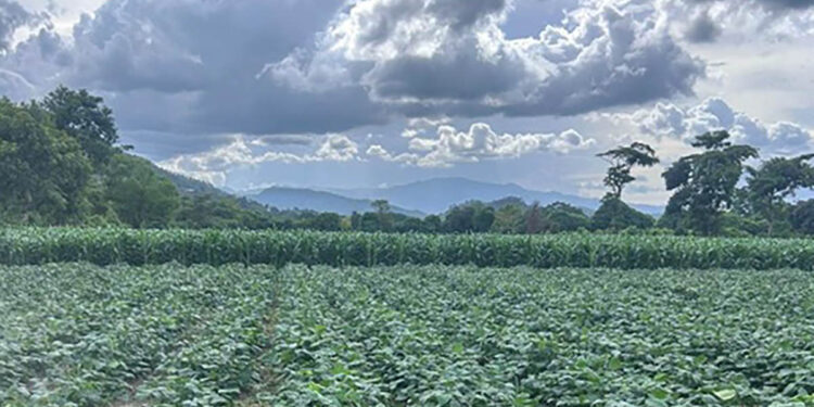 Se prevé ambiente frío, neblina y fuertes vientos para este fin de semana