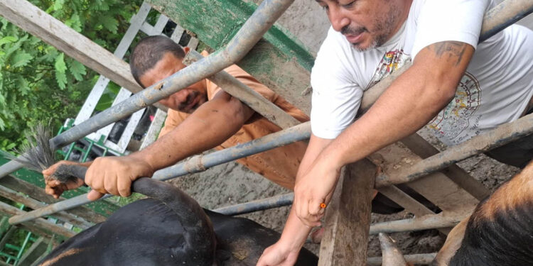 Se realiza monitoreo sanitario de bovinos en San Luis, Petén