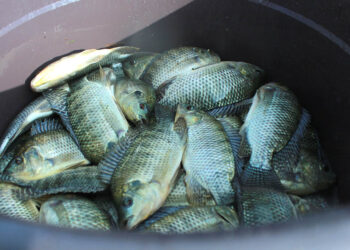 Tilapia: el cultivo sostenible que fortalece la nutrición y la economía rural