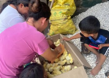 Entregan pollos de engorde en el municipio de El Chal, Petén