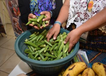 Beneficios y potencial del cultivo de okra