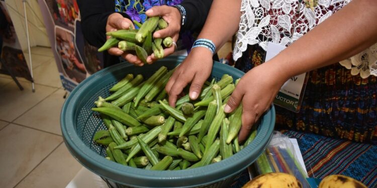 Beneficios y potencial del cultivo de okra