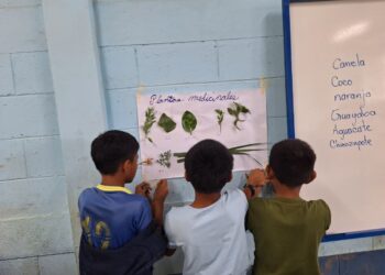 MCD: Niños Q’eqchi’ de Cahabón se adentran en los saberes ancestrales que han guiado prácticas curativas