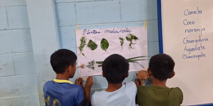 MCD: Niños Q’eqchi’ de Cahabón se adentran en los saberes ancestrales que han guiado prácticas curativas