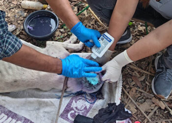 Gusano Barrenador: más de 293 mil animales inspeccionados este año