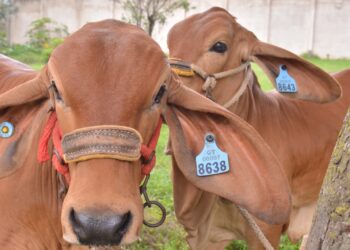 Emitimos 602 Certificados de Registro Genealógico bovino correspondientes a ocho razas