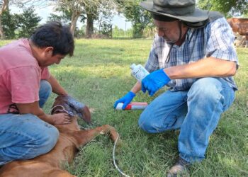 Inspeccionan más de 346 mil animales en 2025 para frenar el Gusano Barrenador