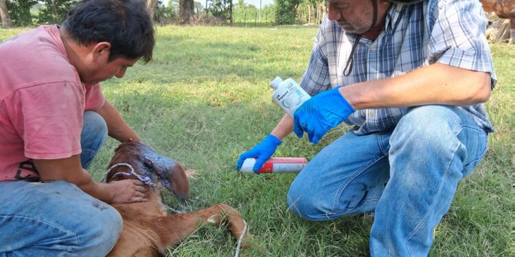 Inspeccionan más de 346 mil animales en 2025 para frenar el Gusano Barrenador