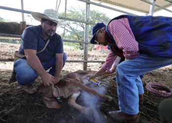 Fortalecemos la sanidad pecuaria en Quiché