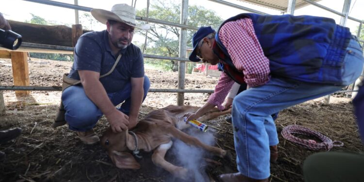 Fortalecemos la sanidad pecuaria en Quiché