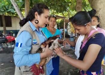 Vacunación de más de 388 millones de aves fortalece la sanidad avícola
